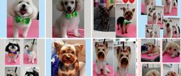 https://www.facebook.com/pg/Patas-Bigodes-262579150964924/photos/?ref=page_internal